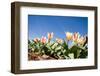 Colorful Tulip Flowers on Blue Sky-olechowski-Framed Photographic Print