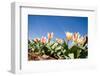 Colorful Tulip Flowers on Blue Sky-olechowski-Framed Photographic Print