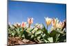 Colorful Tulip Flowers on Blue Sky-olechowski-Mounted Photographic Print