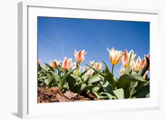 Colorful Tulip Flowers on Blue Sky-olechowski-Framed Photographic Print