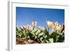 Colorful Tulip Flowers on Blue Sky-olechowski-Framed Photographic Print