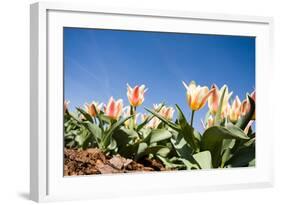 Colorful Tulip Flowers on Blue Sky-olechowski-Framed Photographic Print