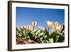 Colorful Tulip Flowers on Blue Sky-olechowski-Framed Photographic Print