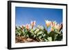 Colorful Tulip Flowers on Blue Sky-olechowski-Framed Photographic Print