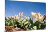 Colorful Tulip Flowers on Blue Sky-olechowski-Mounted Photographic Print