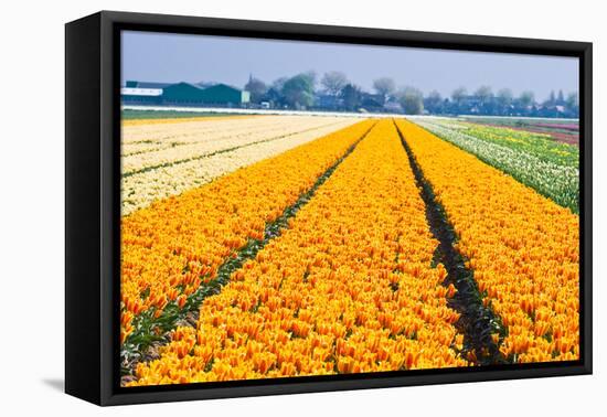 Colorful Tulipfields in Spring-Colette2-Framed Stretched Canvas