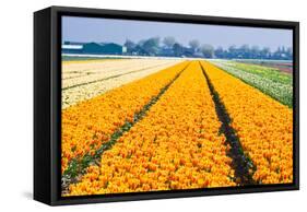 Colorful Tulipfields in Spring-Colette2-Framed Stretched Canvas
