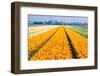 Colorful Tulipfields in Spring-Colette2-Framed Photographic Print
