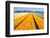 Colorful Tulipfields in Spring-Colette2-Framed Photographic Print