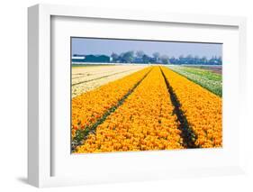 Colorful Tulipfields in Spring-Colette2-Framed Photographic Print