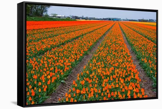 Colorful Tulipfields-Colette2-Framed Stretched Canvas