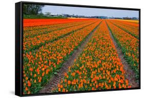 Colorful Tulipfields-Colette2-Framed Stretched Canvas