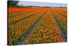 Colorful Tulipfields-Colette2-Stretched Canvas