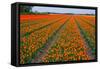 Colorful Tulipfields-Colette2-Framed Stretched Canvas