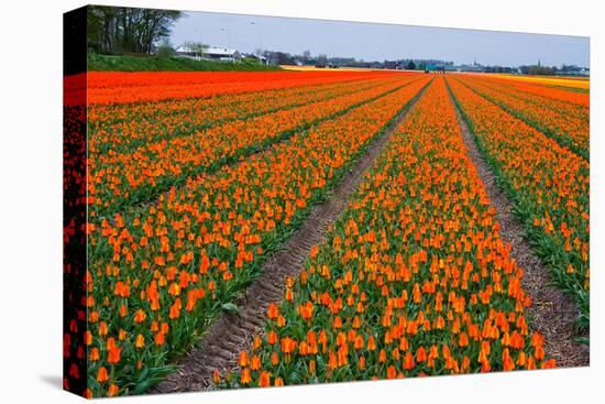 Colorful Tulipfields-Colette2-Stretched Canvas