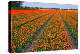Colorful Tulipfields-Colette2-Stretched Canvas