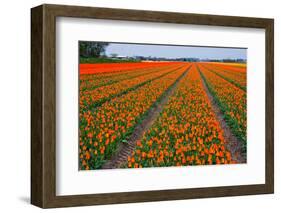 Colorful Tulipfields-Colette2-Framed Premium Photographic Print