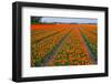 Colorful Tulipfields-Colette2-Framed Premium Photographic Print