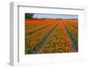 Colorful Tulipfields-Colette2-Framed Premium Photographic Print