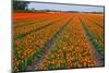 Colorful Tulipfields-Colette2-Mounted Premium Photographic Print