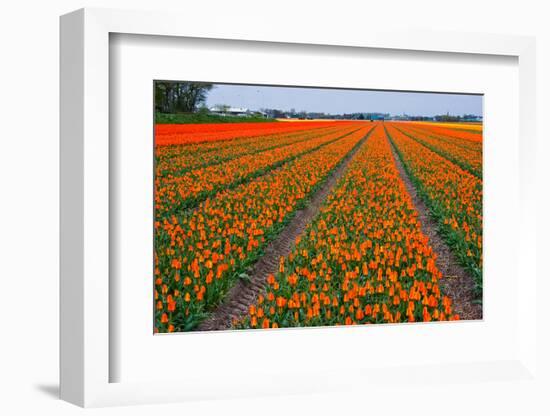 Colorful Tulipfields-Colette2-Framed Photographic Print