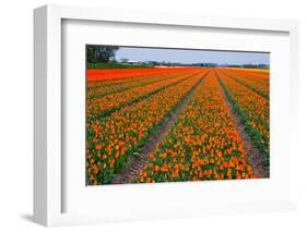 Colorful Tulipfields-Colette2-Framed Photographic Print