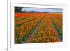 Colorful Tulipfields-Colette2-Framed Photographic Print