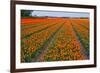 Colorful Tulipfields-Colette2-Framed Photographic Print