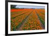 Colorful Tulipfields-Colette2-Framed Photographic Print