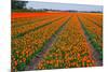 Colorful Tulipfields-Colette2-Mounted Photographic Print