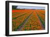 Colorful Tulipfields-Colette2-Framed Photographic Print