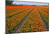 Colorful Tulipfields-Colette2-Mounted Photographic Print