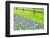 Colorful Tulips and Hyacinths on A Garden Floor-ptnphoto-Framed Photographic Print