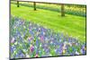 Colorful Tulips and Hyacinths on A Garden Floor-ptnphoto-Mounted Photographic Print