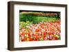 Colorful Tulips in Dutch Spring Garden 'Keukenhof', Holland-dzain-Framed Photographic Print
