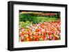 Colorful Tulips in Dutch Spring Garden 'Keukenhof', Holland-dzain-Framed Photographic Print