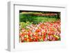 Colorful Tulips in Dutch Spring Garden 'Keukenhof', Holland-dzain-Framed Photographic Print