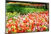 Colorful Tulips in Dutch Spring Garden 'Keukenhof', Holland-dzain-Mounted Photographic Print