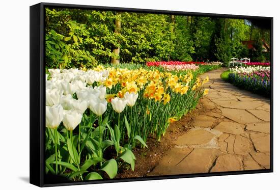 Colorful Tulips in Dutch Spring Garden 'Keukenhof' in Holland-dzain-Framed Stretched Canvas