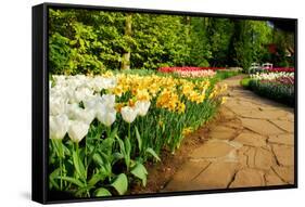 Colorful Tulips in Dutch Spring Garden 'Keukenhof' in Holland-dzain-Framed Stretched Canvas