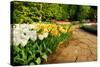 Colorful Tulips in Dutch Spring Garden 'Keukenhof' in Holland-dzain-Stretched Canvas