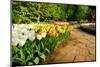 Colorful Tulips in Dutch Spring Garden 'Keukenhof' in Holland-dzain-Mounted Photographic Print