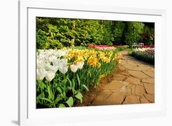 Colorful Tulips in Dutch Spring Garden 'Keukenhof' in Holland-dzain-Framed Photographic Print