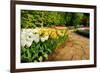 Colorful Tulips in Dutch Spring Garden 'Keukenhof' in Holland-dzain-Framed Photographic Print