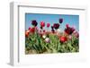 Colorful Tulips in Holland-Ivonnewierink-Framed Photographic Print