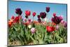 Colorful Tulips in Holland-Ivonnewierink-Mounted Photographic Print