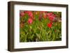 Colorful Tulips in the Dutch Fields-Ivonnewierink-Framed Photographic Print