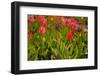 Colorful Tulips in the Dutch Fields-Ivonnewierink-Framed Photographic Print