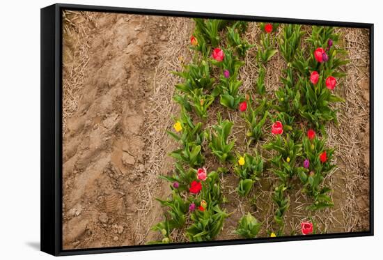 Colorful Tulips in the Fields from Above-Ivonnewierink-Framed Stretched Canvas