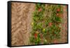 Colorful Tulips in the Fields from Above-Ivonnewierink-Framed Stretched Canvas